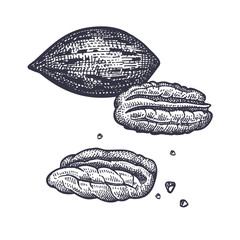 Pecan nuts  vintage engraving.