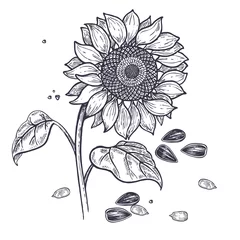 Vintage Gravur von Sonnenblumen und Samen. © marinavorona