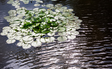 Details of nature. Water flowers