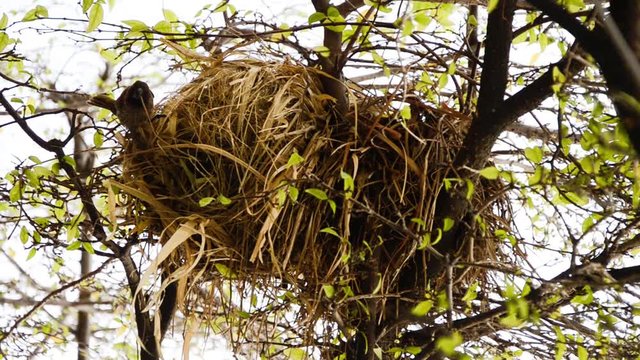 A sparrow nesting with hay on the twigs of Wrightia religiosa Benth at daytime in Bangkok, Thailand, southeast Asia in horizontal view.