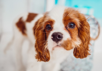 Charming Cavalier King Charles Spaniel puppy stands before blue door