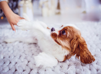 Cavalier King Charles Spaniel plays before a Christmas tree on a soft blanket