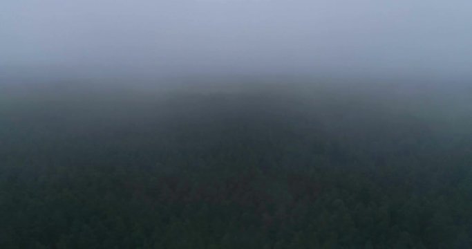 Flying over landscape of dense forest covered with fog