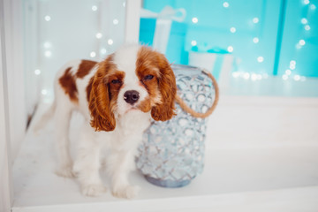 Charming Cavalier King Charles Spaniel puppy stands before blue door