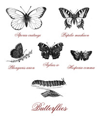 Different kind of butterfly and butterfly metamorphosis, vintage illustration