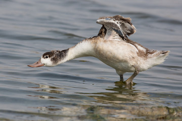 bird, water, duck,  piebald