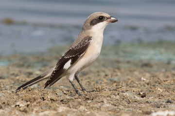 shrike, bird, seagull, beach, sea,