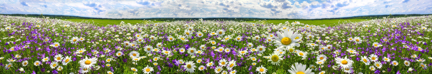 lente landschap panorama met bloeiende bloemen op weide