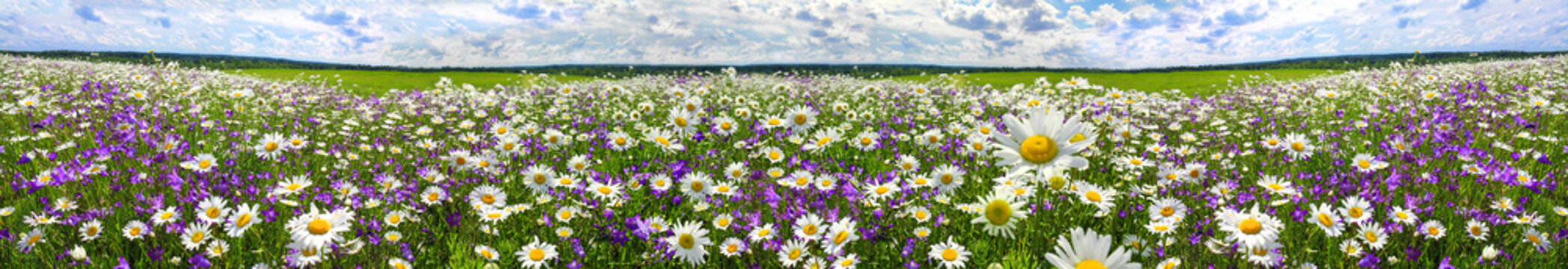 Fototapeta spring landscape panorama with flowering flowers on meadow