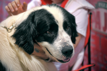 Pyrenean Mastiff