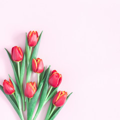Flowers composition. Red tulip flowers on pink background. Flat lay, top view, copy space, square