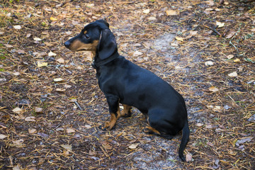 Dachshund,sausage dog in forest