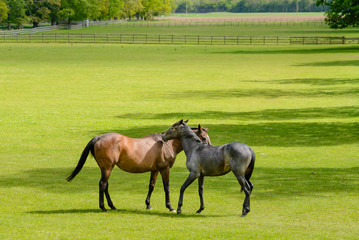 Two horses