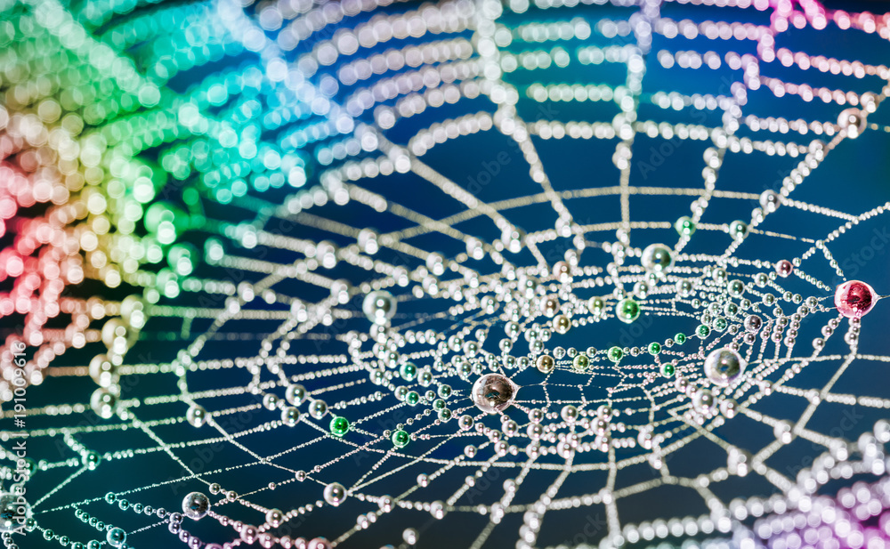 Wall mural close-up of beautiful colorful cobweb with pearls from water droplets. multicolored texture of the s