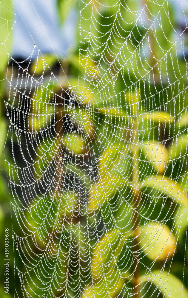 Wall mural detail of dewy cobweb with pearls from raindrops. beautiful ornate texture from spider web with drop