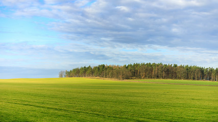 The green field at spring time