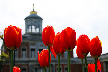Blooming red tulips against the backdrop of a beautiful palace.
