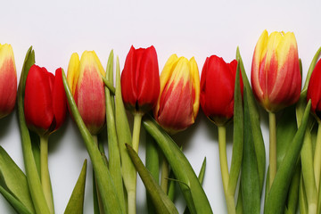 Red and yellow blooming tulips on a white background