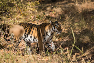 Wild tigress from Bandhavgarh National Park, India