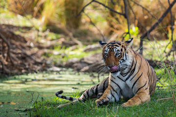 Fototapeta na wymiar A Beautiful Tigress of Ranthambore