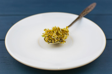 Food sprouts, sprouted grains of clover on a spoon.