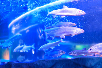 Tropical fish with corals and algae in blue water. Beautiful background of the underwater world.	