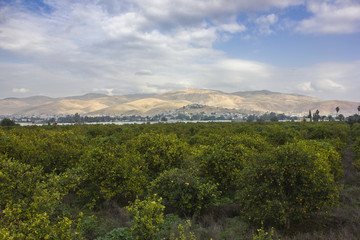 Fototapeta na wymiar Orange trees plantation with ripe fruits in jordan valley