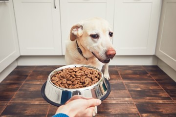 Feeding of hungry dog