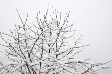 snow-covered tree branches