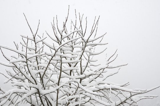 Fototapeta snow-covered tree branches