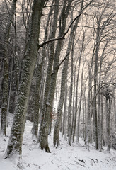 beautiful winter scene in a forest in the mountains of the Tuscan Apennines after a snowfall.
