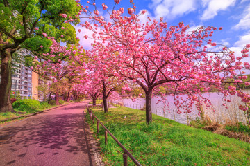 Cherry trees in full bloom during Hanami along Shinobazu Pond in Ueno Park, a public park next to Ueno Station in central Tokyo. Ueno Park is considered the best spot in Tokyo for cherry blossoms.