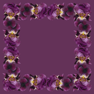 Frame of purple irises