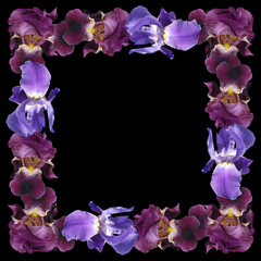 Fototapeta na wymiar Frame of purple and blue irises