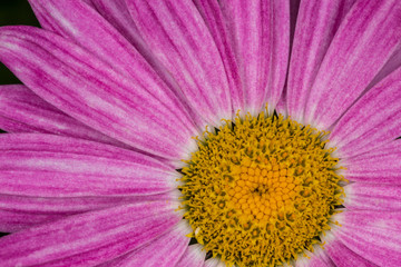 Obraz premium large flower, a fragment of a flower, the substrate for the design