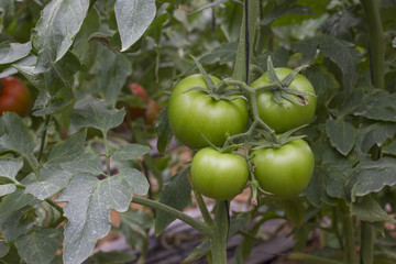 Beautiful tomatoes grown in a greenhouse. Gardening tomato photograph with copy space. Shallow depth of field