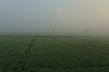misty morning scene of Rural farmland. Rice field in Thailand. Wet paddy field. Tree in the center and row of trees in the background.