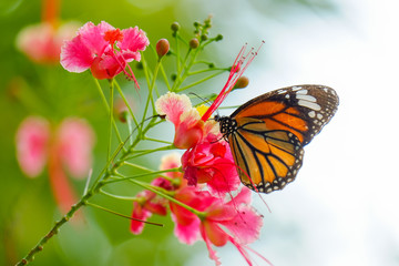 Butterfly on flower in nature