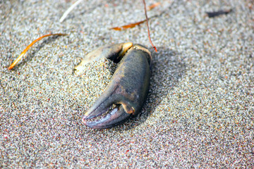 Dead crab buried in the sand.