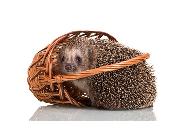 Amusing gray hedgehog fell out of the wicker basket, isolated on white