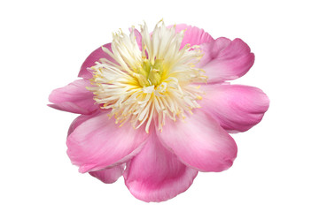 Beautiful pink peony with yellow stamens isolated on white background.