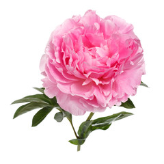 Beautiful pink peony isolated on white background.