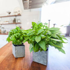 fresh herbs in pots on the kitchen counter top