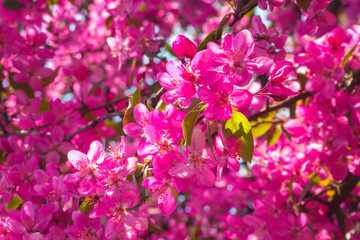 Obraz premium Floral spring natural bright background with pink flowers, blossoming decorative apple tree branches