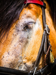 the horse has a lot of fly in the eye