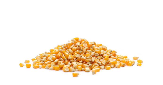 Yellow grain corn isolated on white background, for popcorn