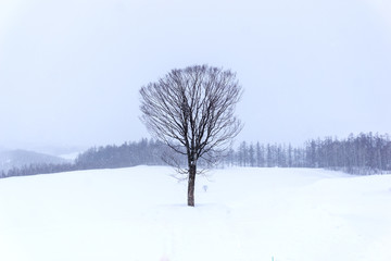 Snowy winter tree without leaves Long branch on snowy landscape background.