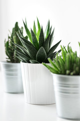 Various cactus and succulent plants in different pots close up. Modern room decoration. Cactus house plants collection.