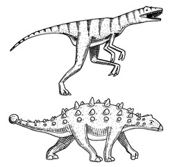 Dinosaur Ankylosaurus, Talarurus, Velociraptor, Euoplocephalus, Saltasaurus, skeletons, fossils. Prehistoric reptiles, Animal engraved Hand drawn vector.