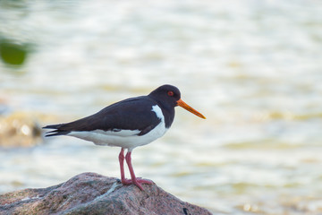 An Eurasian Oystercatcher bird on a summer day on the sea shore in southern Finland